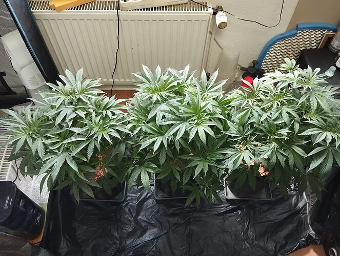 Growreport Bild 1