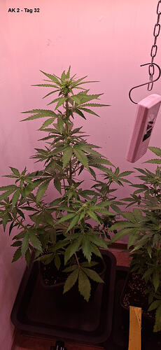 x-ak2 (2)