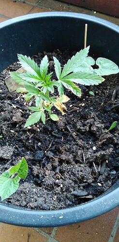 Growreport Bild 1