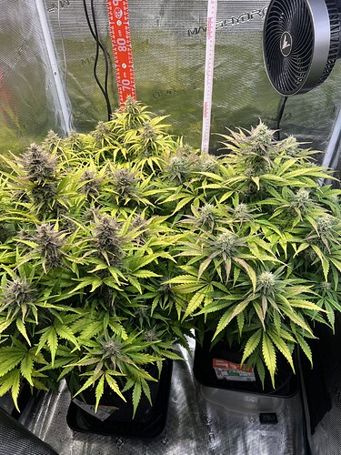Growreport Bild 23