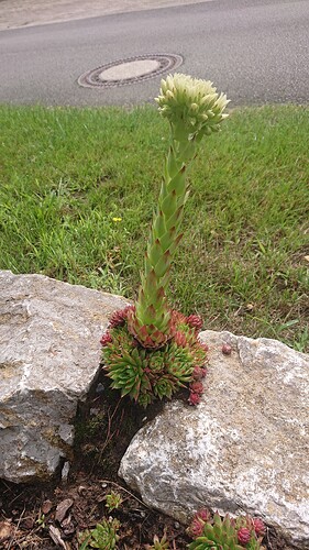 Growreport Bild 36
