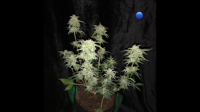 Growreport Bild 14