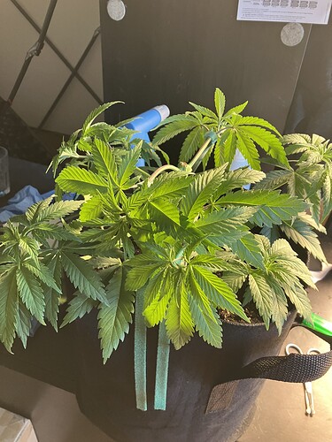 Growreport Bild 1
