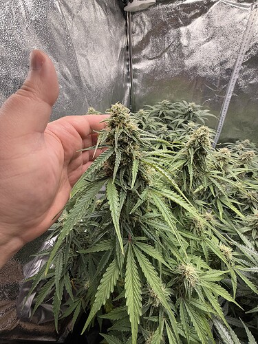 Growreport Bild 27