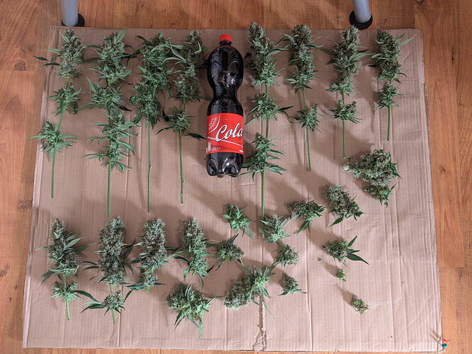 Growreport Bild 2