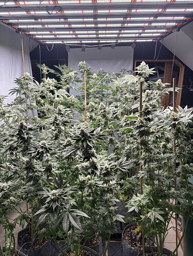 Growreport Bild 49