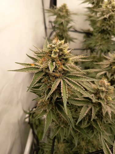 Growreport Bild 23
