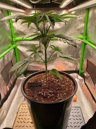 Growreport Bild 9