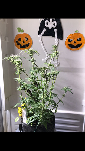 Growreport Bild 56