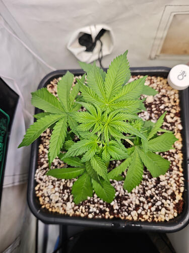 Growreport Bild 30