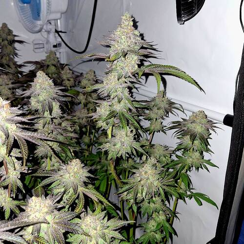 Growreport Bild 14