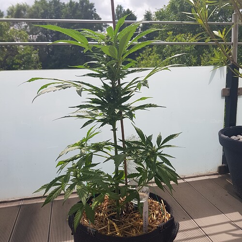 Growreport Bild 3