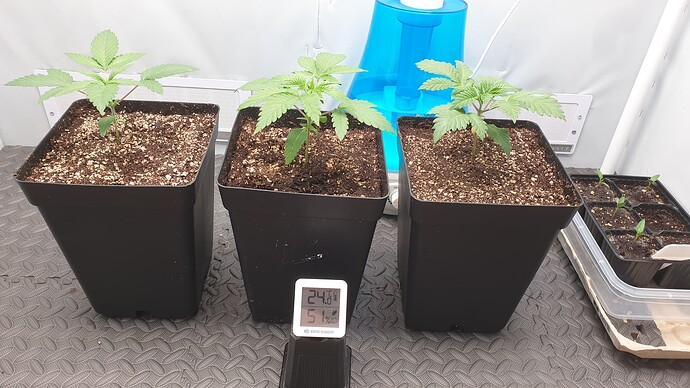 Growreport Bild 2