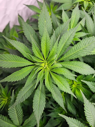 Growreport Bild 1