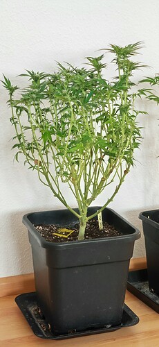 Growreport Bild 7