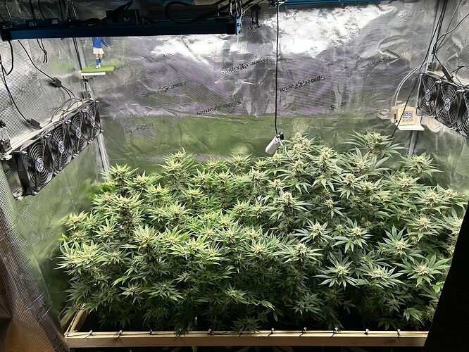 Mehrere blühende Cannabispflanzen in einer Growbox mit Beleuchtung und Lüftern.
