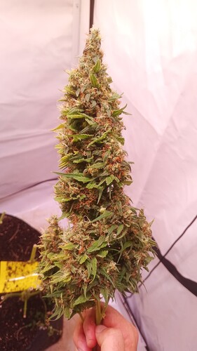 Growreport Bild 28