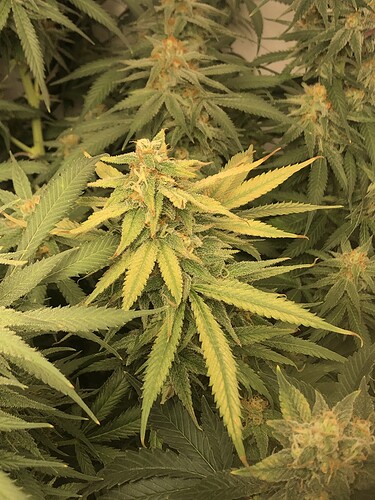 Growreport Bild 1
