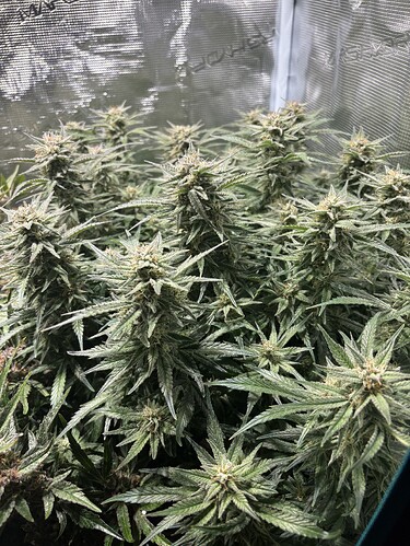 Growreport Bild 9