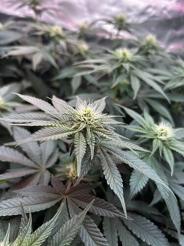 Growreport Bild 8