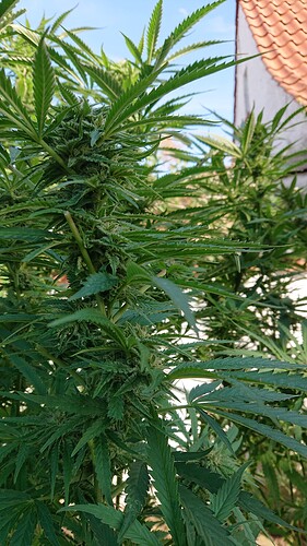 Growreport Bild 67