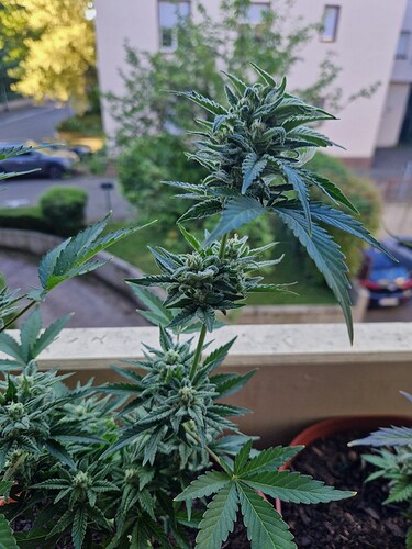 Growreport Bild 47