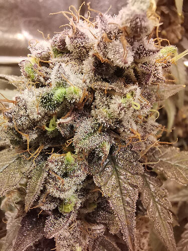 Growreport Bild 11