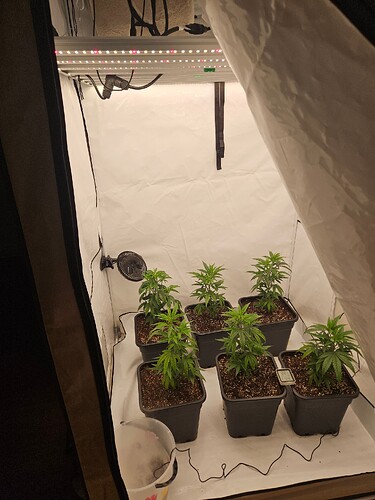 Growreport Bild 6