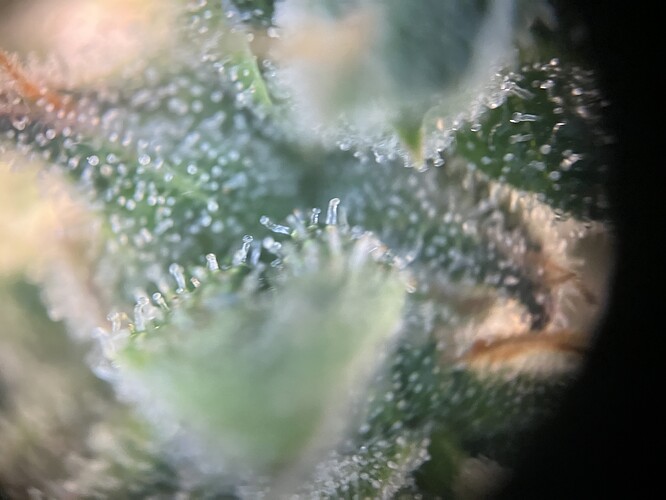 Growreport Bild 2