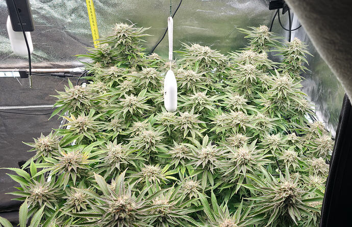 Growreport Bild 25