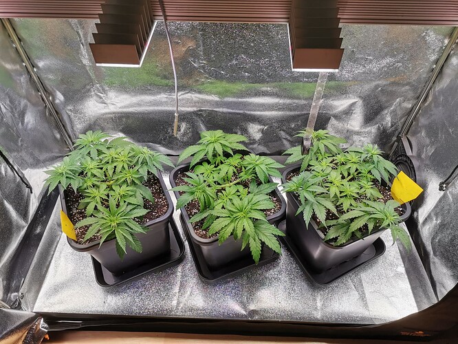Blue Sunset Sherbert, 13.2