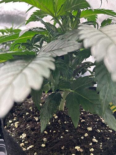 Growreport Bild 3