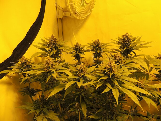 Growreport Bild 6