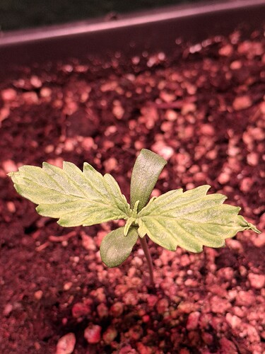 Growreport Bild 2