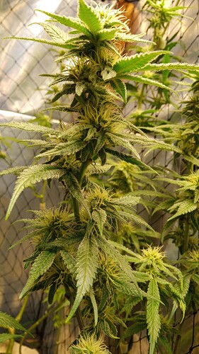 Growreport Bild 9