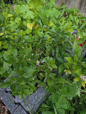 PXL_20250625_183616888