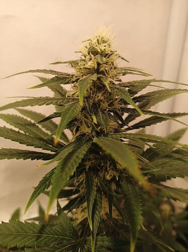 Growreport Bild 4