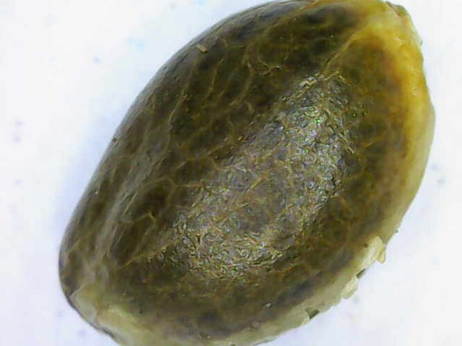 Growreport Bild 34