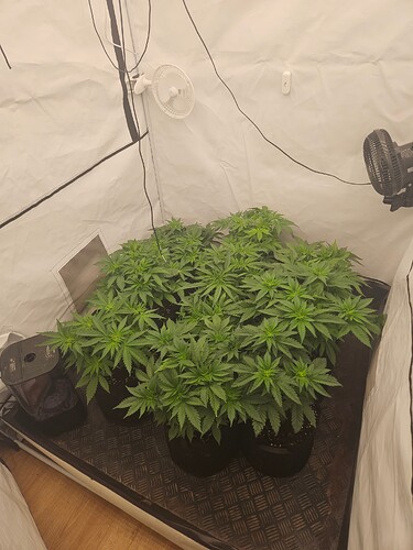 Growreport Bild 3