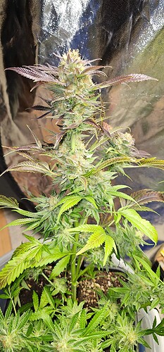 Growreport Bild 26