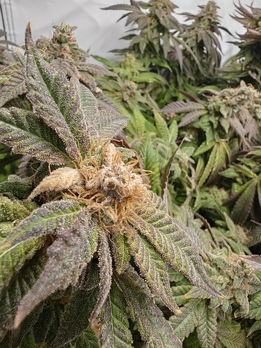 Growreport Bild 2