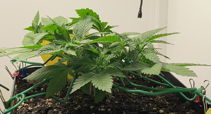 Growreport Bild 46