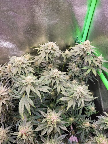 Growreport Bild 15