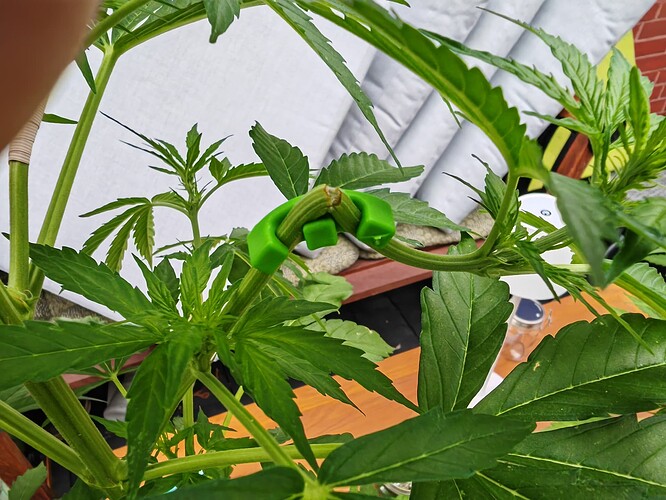 Growreport Bild 4
