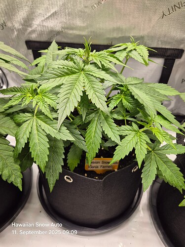 Growreport Bild 3