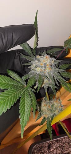 Growreport Bild 47