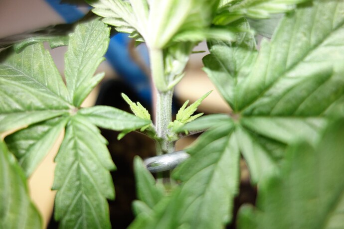 Growreport Bild 1