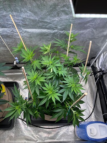 Growreport Bild 3
