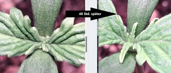 Growreport Bild 1