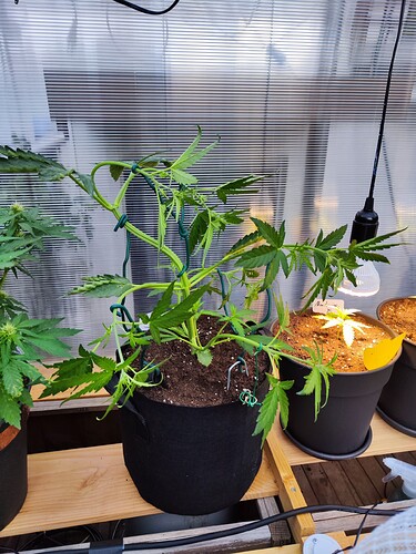 Growreport Bild 3